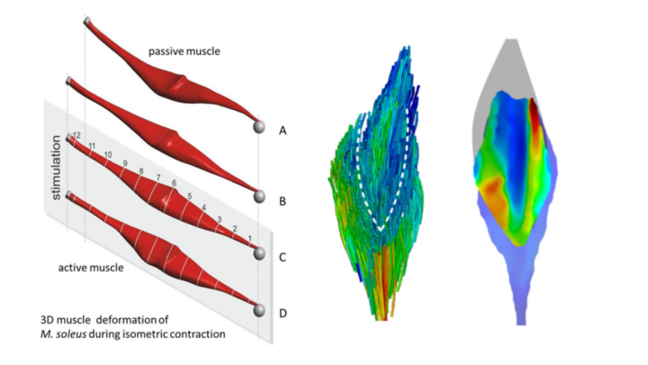 3D muscle deformation of the soleus muscle during an isometric muscle contraction and muscle architecture strain distribution of the proximal aponeurosis (right) of the plantaris muscle (Böl et al. 2013/2015).