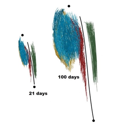 Lateral view of 3D rabbit shank muscle at 21 and 100 days of age. Blue is gastrocnemius lateralis. Yellow is gastrocnemius medialis. Green is tibialis anterior. Red is flexor digitorum longus.